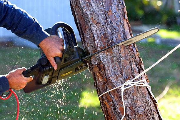 Reliable Walkertown, NC Tree Services Solutions