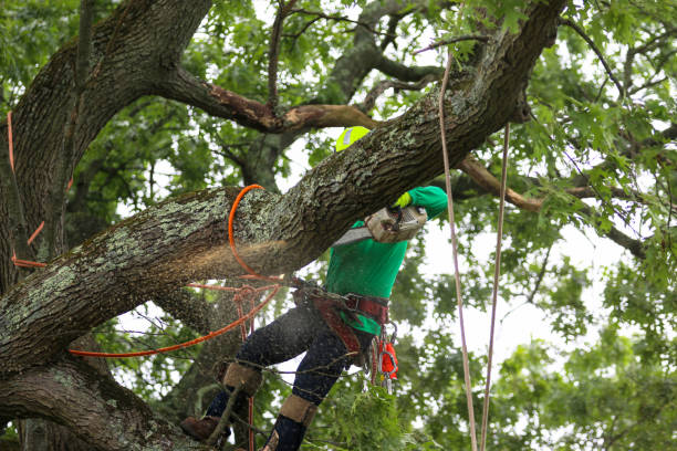 How Our Tree Care Process Works  in  Walkertown, NC